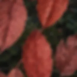 Close-up view of red veined leaves highlighting intricate patterns