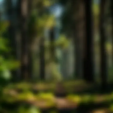Navigating Herbicide Regulations in Forestry Regulatory considerations for herbicide usage