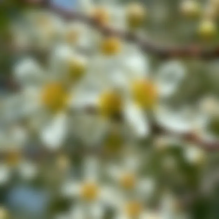 Close-up of Robinia pseudoacacia flowers, highlighting their beauty and ecological importance