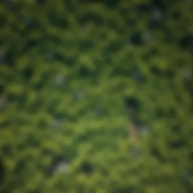 Aerial view of a forest area dominated by Robinia pseudoacacia, illustrating its distribution
