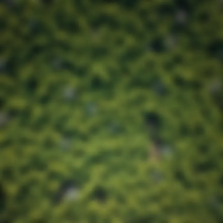Aerial view of a forest area dominated by Robinia pseudoacacia, illustrating its distribution