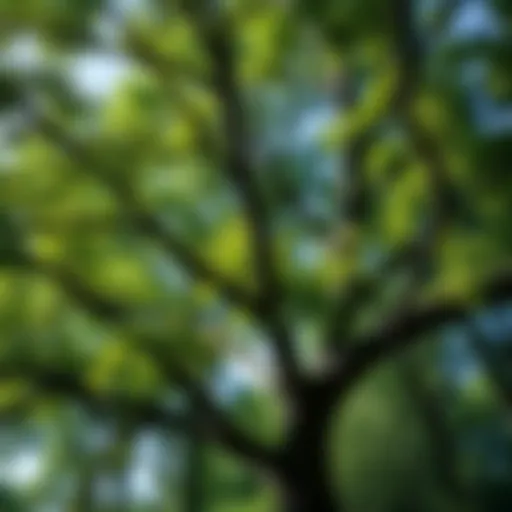 Mature Robinia pseudoacacia tree showcasing its distinctive foliage and bark