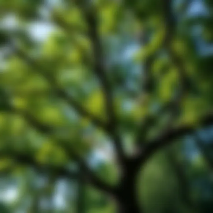 Mature Robinia pseudoacacia tree showcasing its distinctive foliage and bark