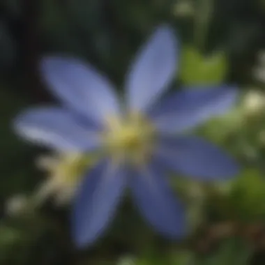 Close-up of Rocky Mountain Columbine flower structure