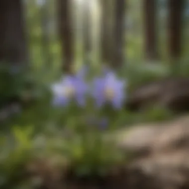 Rocky Mountain Columbine alongside other native flora