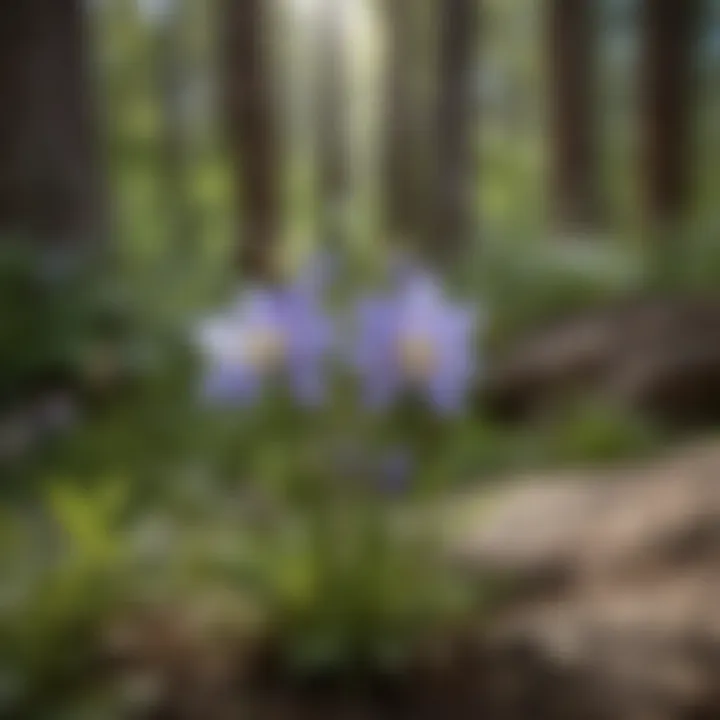 Rocky Mountain Columbine alongside other native flora