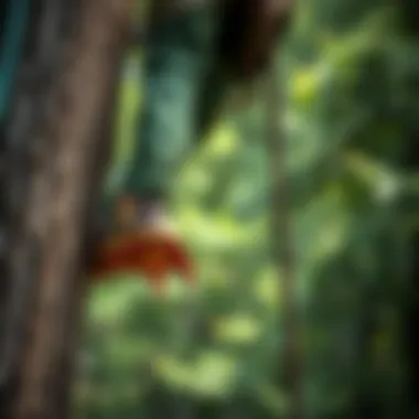 Safe Climbing Techniques for Effective Forestry Demonstration of safe climbing techniques using spurs