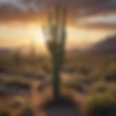 An ancient saguaro cactus standing amidst a vibrant desert landscape