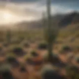 A panoramic view of Saguaro Ranch showcasing its diverse vegetation and iconic saguaro cacti