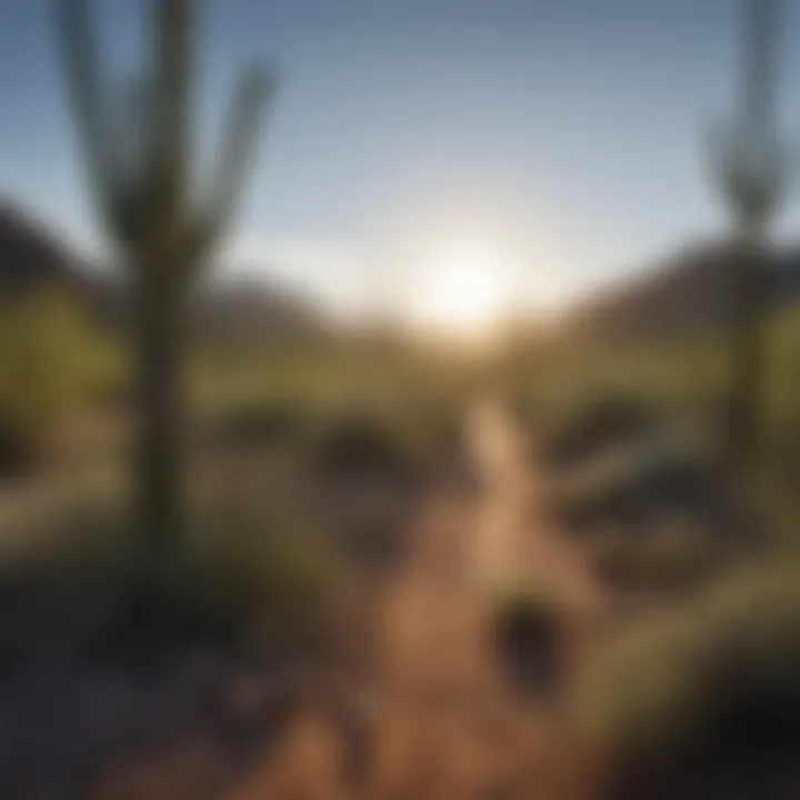 A serene landscape highlighting sustainable land management practices at Saguaro Ranch