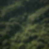 A high-altitude view of a lush forest with varied tree species showcasing biodiversity.