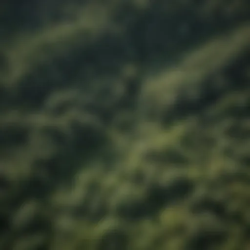 A high-altitude view of a lush forest with varied tree species showcasing biodiversity.