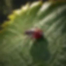 A close-up of a deer tick on a leaf