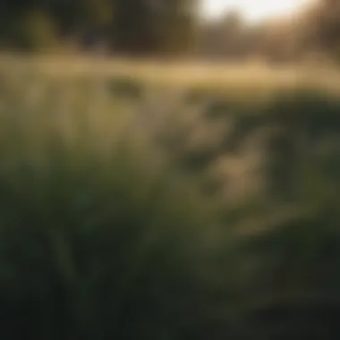Close-Up of Flourishing Native Grass Species Close-up of native grass species flourishing in a healthy ecosystem