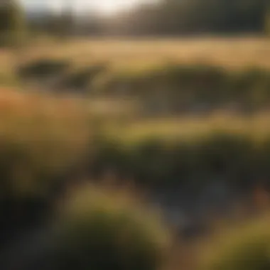 Vibrant Native Grassland and Cheatgrass Management Vibrant native grassland thriving alongside controlled cheatgrass