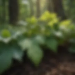 Close-up view of poison ivy leaves in a forest