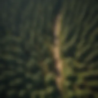 An aerial view of a reforestation project showcasing young trees.