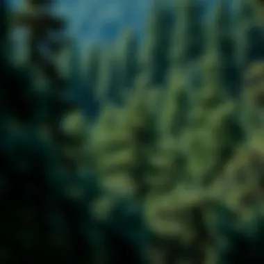 Dense Forest of Colorado Fir Trees Dense forest featuring Colorado fir trees as a dominant species