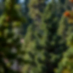 Majestic Colorado fir tree in its natural habitat