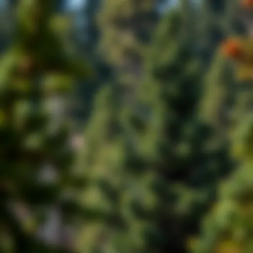 Majestic Colorado Fir in Natural Habitat Majestic Colorado fir tree in its natural habitat