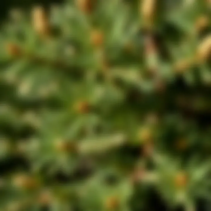 Close-Up of Colorado Fir Needles Close-up of Colorado fir tree needles showcasing their unique structure