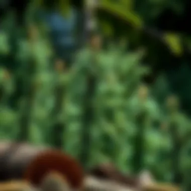 Versatile Wood Products from Colorado Fir Wood products derived from Colorado fir tree, highlighting its utility