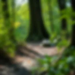 Natural burial site surrounded by lush greenery