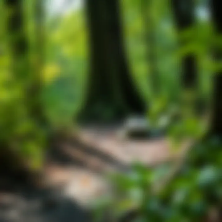 Natural Burial in Harmony with Nature Natural burial site surrounded by lush greenery