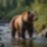 A majestic brown bear in its natural habitat by a river