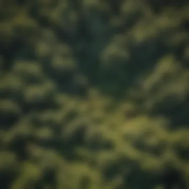 Aerial view of the lush California forest canopy