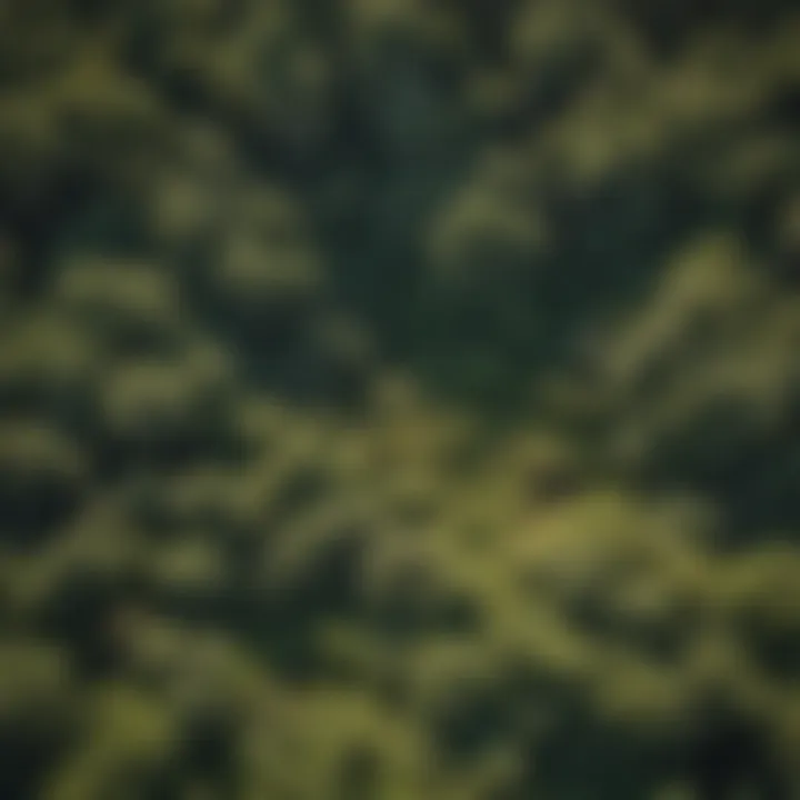 Aerial view of the lush California forest canopy