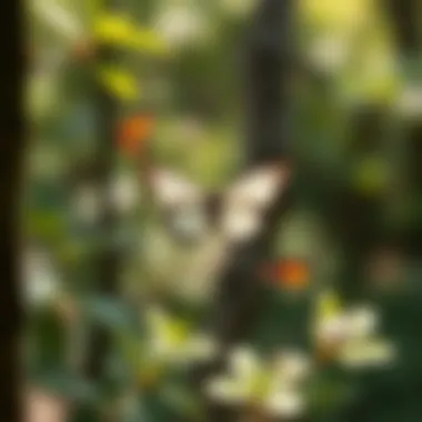 Butterfly Life Cycle Illustration of a butterfly life cycle from egg to adult, highlighting different stages.