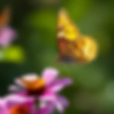 Butterfly and Flower Interaction A close-up of a butterfly interacting with a flower, demonstrating pollination.