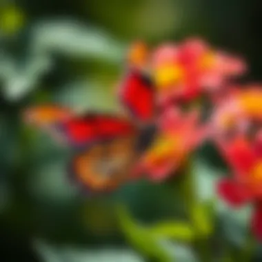 Vibrant Butterfly on Flower A vibrant butterfly perched on a blooming flower, showcasing its colorful wings.