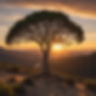 Manzanita tree in a California landscape during sunset