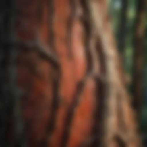 Close-up of manzanita tree bark showcasing its unique texture