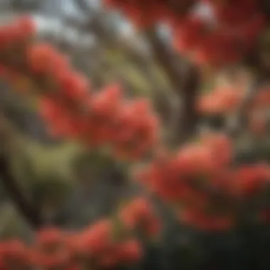 Manzanita tree flowers attracting pollinators