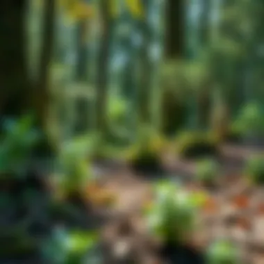 Economic Benefits of Plant Products Economic benefits of using plant-derived products in woodland management