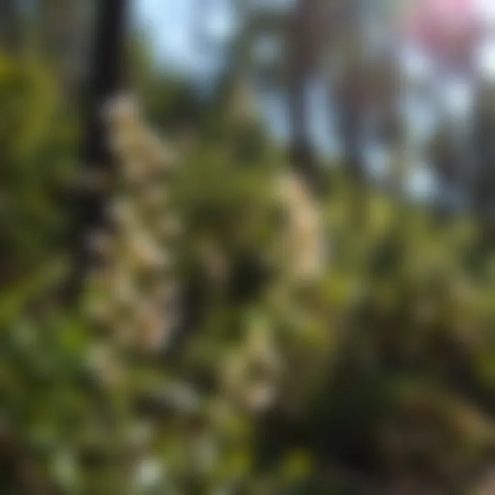 Research Advancements in Ecology Research advancements in plant-derived products and their ecological benefits