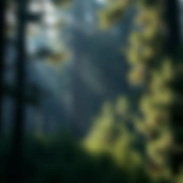 Sustainable Forestry Practices Sustainable forestry practices utilizing plant-derived materials