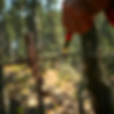 Understanding Pruning Cuts A visual representation of proper pruning cuts