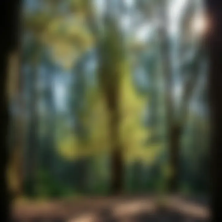 Impact of Pruning on Tree Growth Stages Illustration of tree growth stages affected by pruning