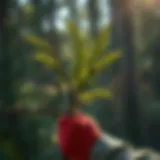 A young tree being pruned with precision