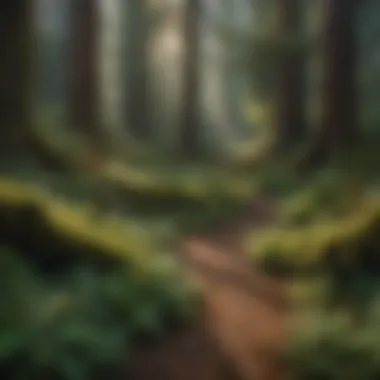 Diversity of Life on the Forest Floor Lush forest floor teeming with diverse plant life