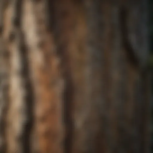 Close-up view of tree bark texture showcasing its intricate patterns and crevices.