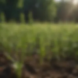 Close-up of nitrogen-fixing legumes in a vibrant field