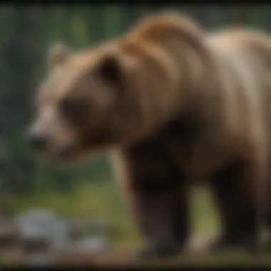 Detailed taxonomy chart of the grizzly bear