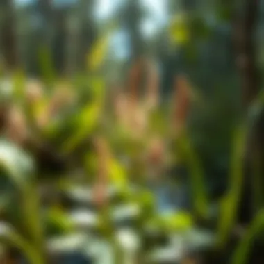 A close-up of wetland plants supporting local biodiversity.