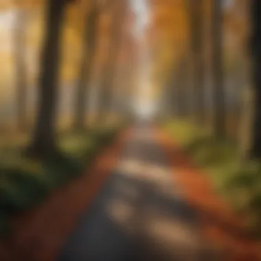 A tranquil forest path lined with trees showcasing their fall foliage.