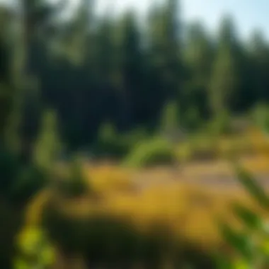 An overview of a forest area post-treatment with herbicides